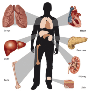 Organ Transplants 2013 నుండి 2025 వరకు INDIA అవయవ మార్పిడి నాలుగింతలు పెరిగింది