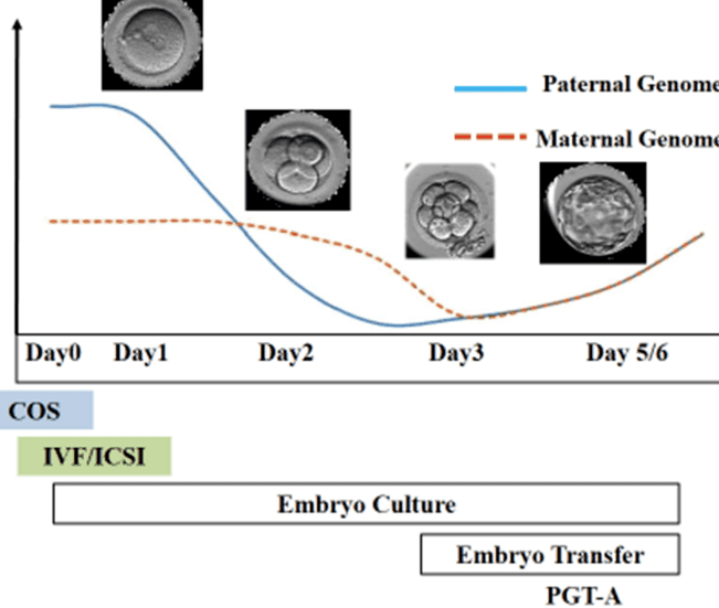 Breaking Infertility Barriers with ICSI: A Life-Changing Fertility Breakthrough..