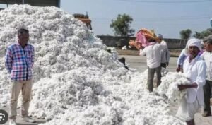 Andhra Pradesh Cotton: MSP ధర పొందాలంటే స్లాట్ బుకింగ్ మస్ట్ - CCI కొత్త రూల్... 8 Andhra Pradesh Cotton: MSP ధర పొందాలంటే స్లాట్ బుకింగ్ మస్ట్ – CCI కొత్త రూల్…