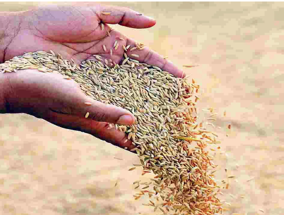 Andhra Pradeshలో ధాన్యం కొనుగోలు 2025: అక్టోబర్ 27 నుంచి 51 లక్షల మెట్రిక్ టన్నుల లక్ష్యం 4 Andhra Pradesh