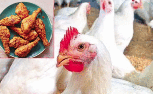 Karthika Masam కోడి ధరలు దిగొచ్చాయ్... కార్తీకంలో కొనుక్కో, కోడి కూర కొట్టుకో!... 9 Karthika Masam కోడి ధరలు దిగొచ్చాయ్… కార్తీకంలో కొనుక్కో, కోడి కూర కొట్టుకో!…