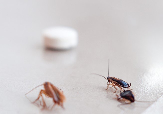 Best Cockroach Control Remedies