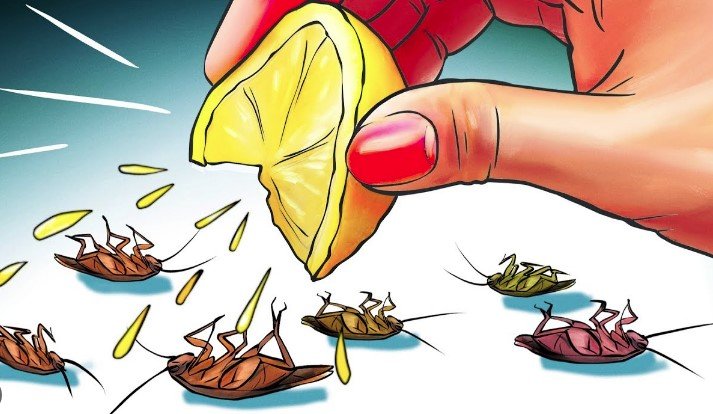 Best Cockroach Control Remedies