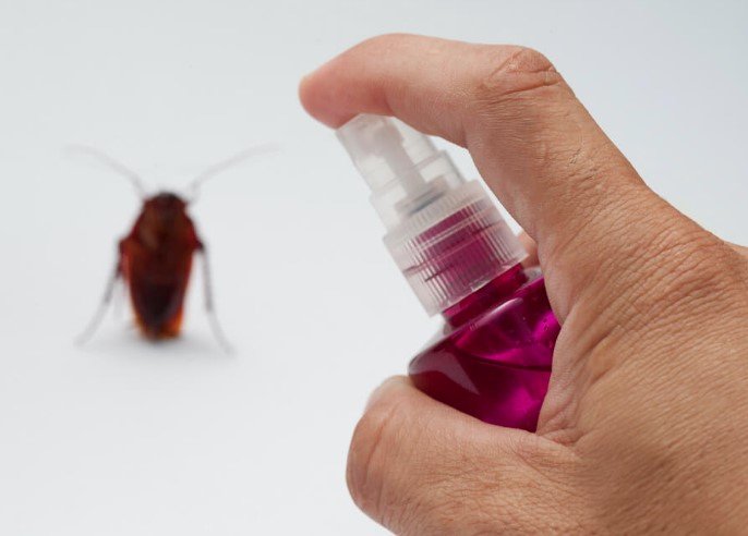 Best Cockroach Control Remedies