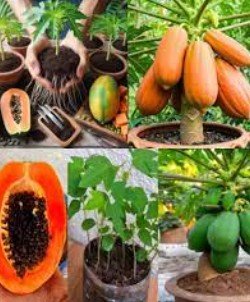 Papaya Tree Vastu Tips: ఇంట్లో బొప్పాయి చెట్టు పెంచడం శుభమా? వాస్తు సలహాలు 14 Papaya Tree Vastu Tips