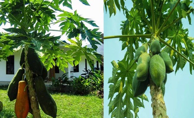 Papaya Tree Vastu Tips
