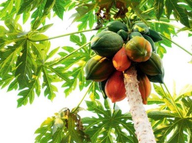 Papaya Tree Vastu Tips: ఇంట్లో బొప్పాయి చెట్టు పెంచడం శుభమా? వాస్తు సలహాలు 13 Papaya Tree Vastu Tips