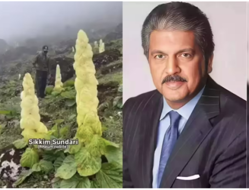 Sikkim Sundari హిమాలయాల్లో దశాబ్దాలు ఎదురుచూసి పూసే అపూర్వ సౌందర్యం | సిక్కిం సుందరి| 73 Sikkim Sundari